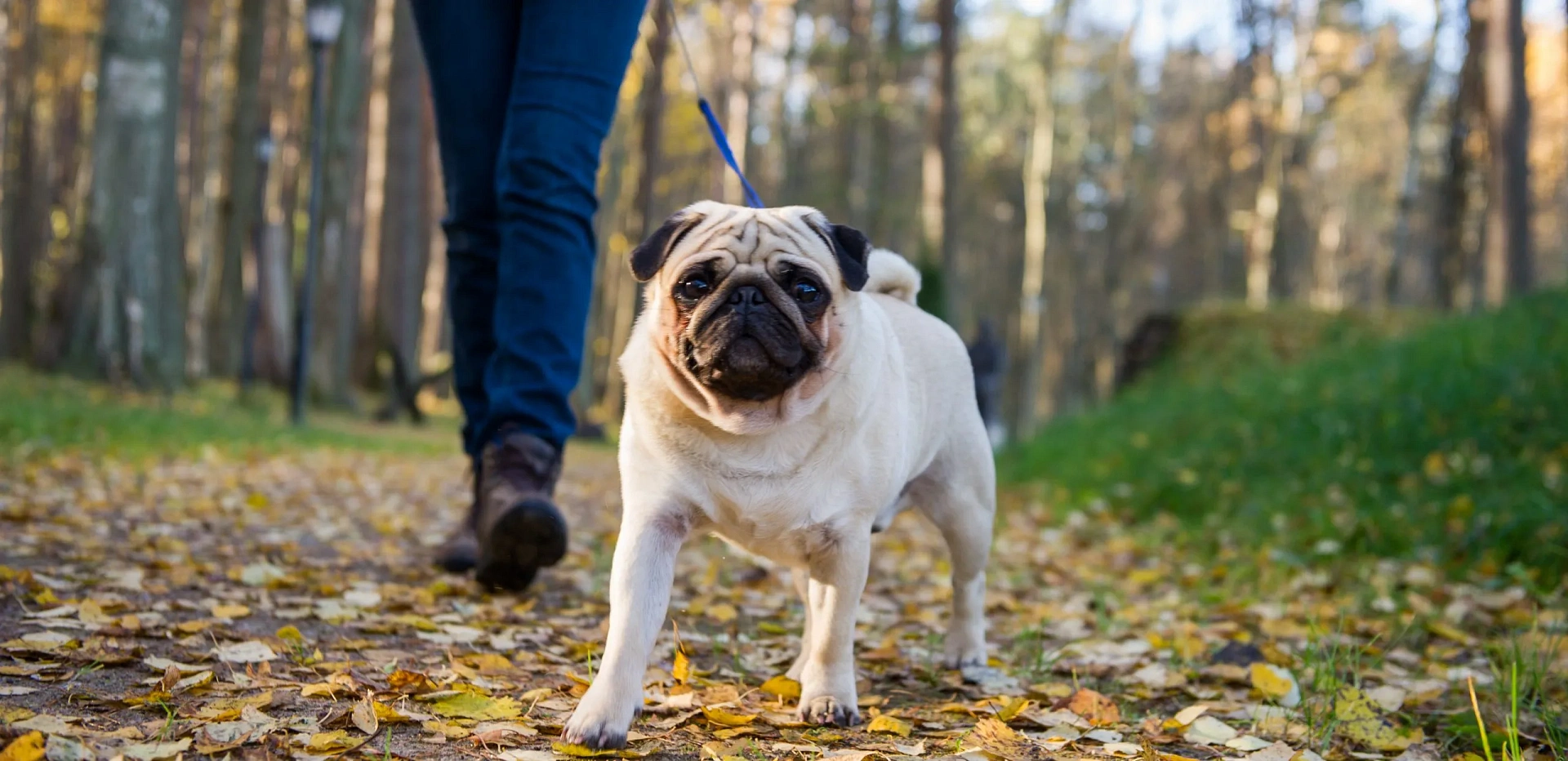 Проживание с питомцами